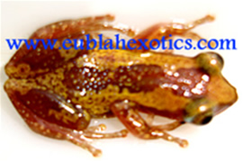 Reptiles, Amphibians and Inverts – Eublah Exotics