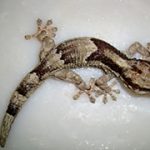 Tarentola Ephippiata (African Wall Gecko)