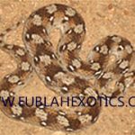 West African Carpet Viper (Echis Ocellatus)