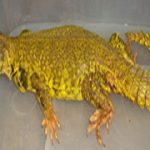 Dabb Lizard (Yellow)