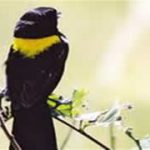 Yellow-Mantled Widow Bird