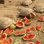 Breeding Colony of Giant Tortoise